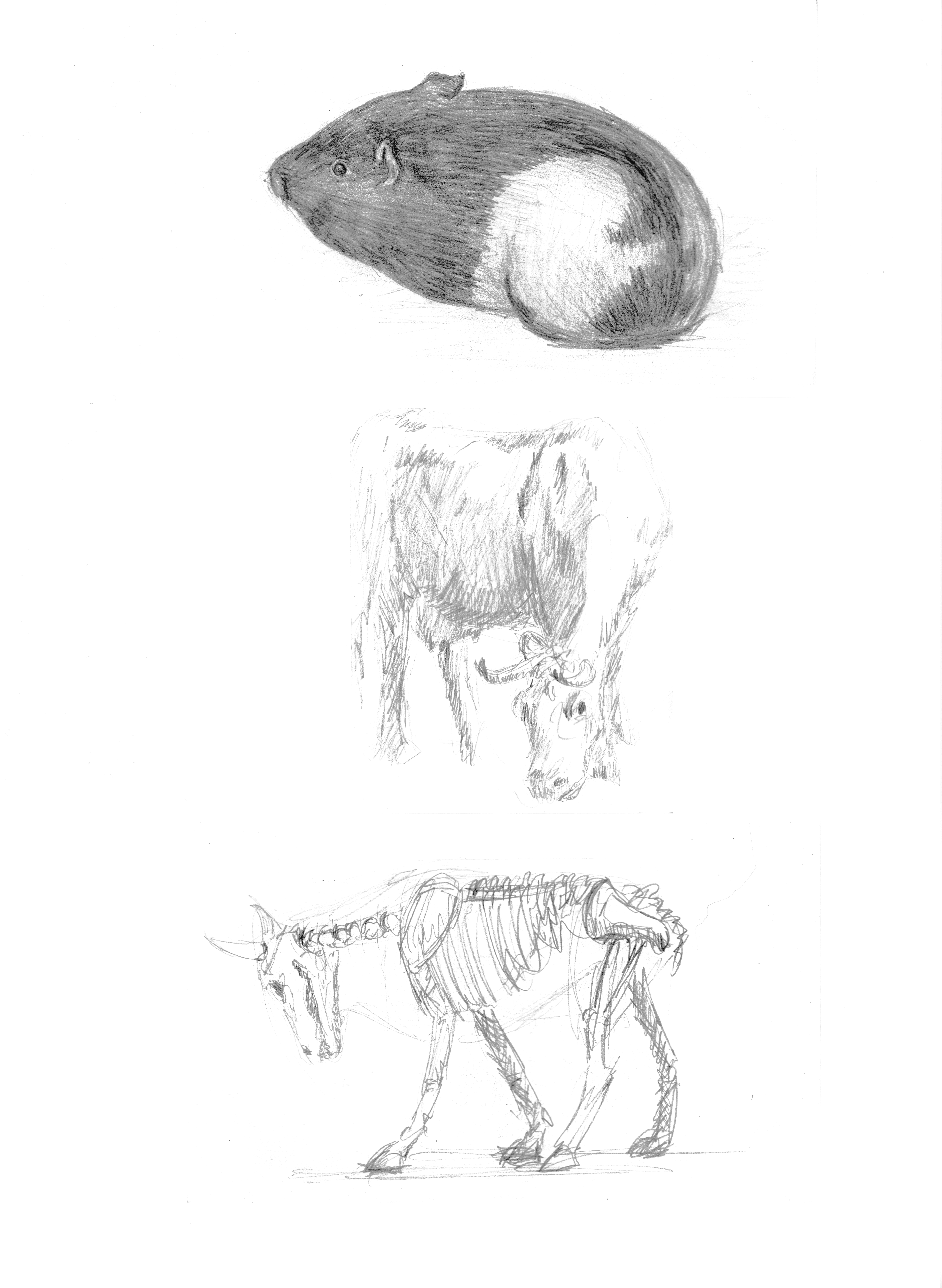Pencil drawing of a mouse, cow, and skeleton